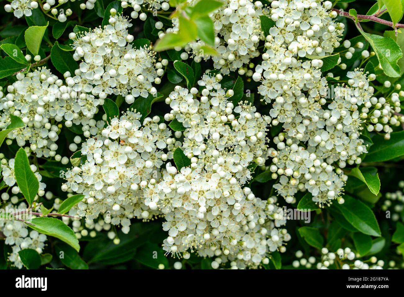 elegant little white flower wedding background Stock Photo Alamy