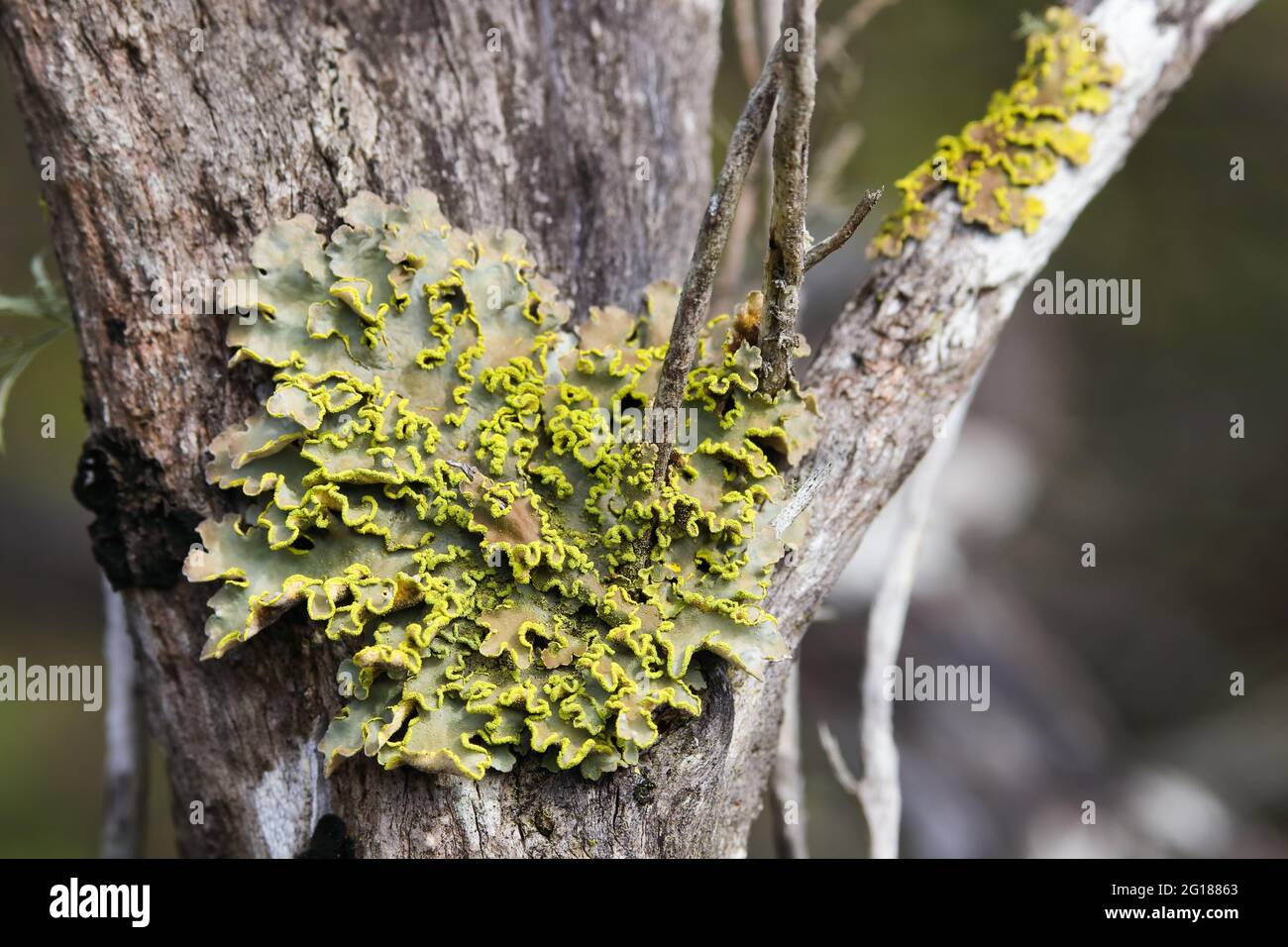 Foliose Lichen Bloom With Yellow Spores (Hypogymnia sp.) Stock Photo
