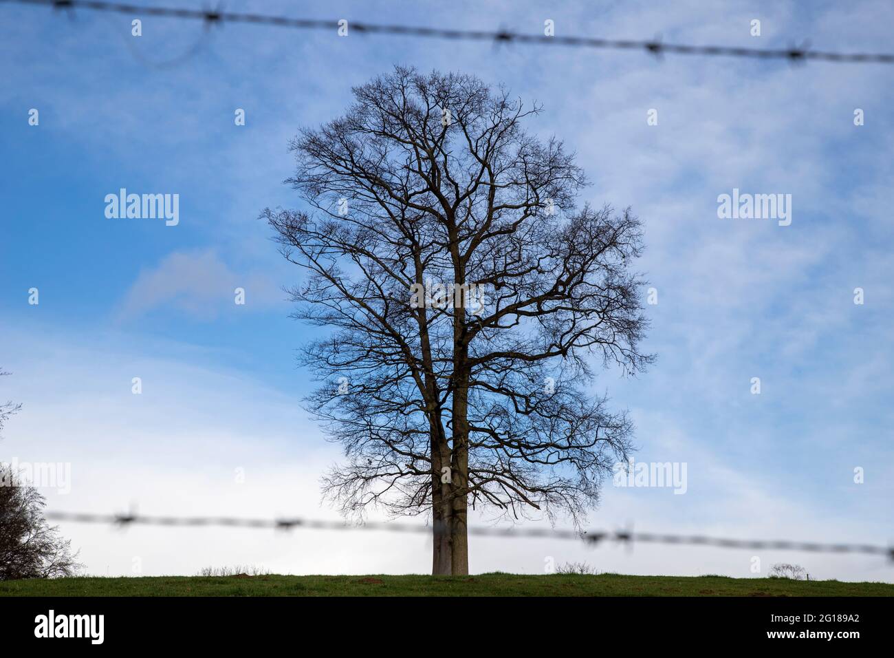 silhouette of e tree behind barbed wire Stock Photo