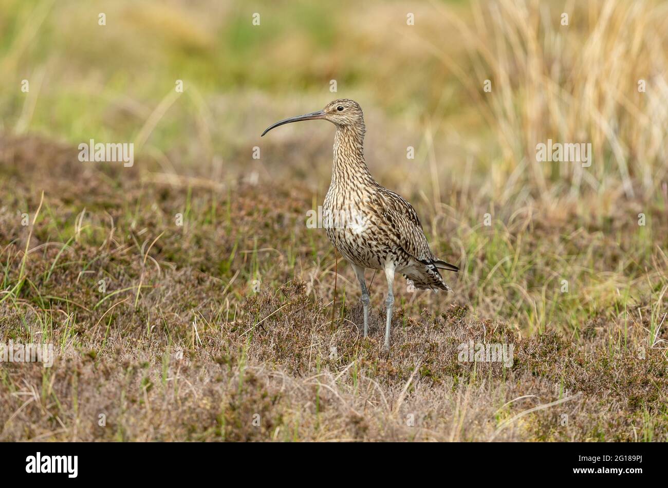 Close up of an adult Eurasian curlew in Summer.  Scientific name: Numenius Arquata.  Facing forward and stood in natural grouse moor habitat during th Stock Photo