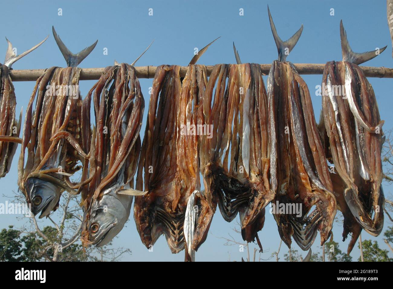 Bengali fishes hires stock photography and images Alamy