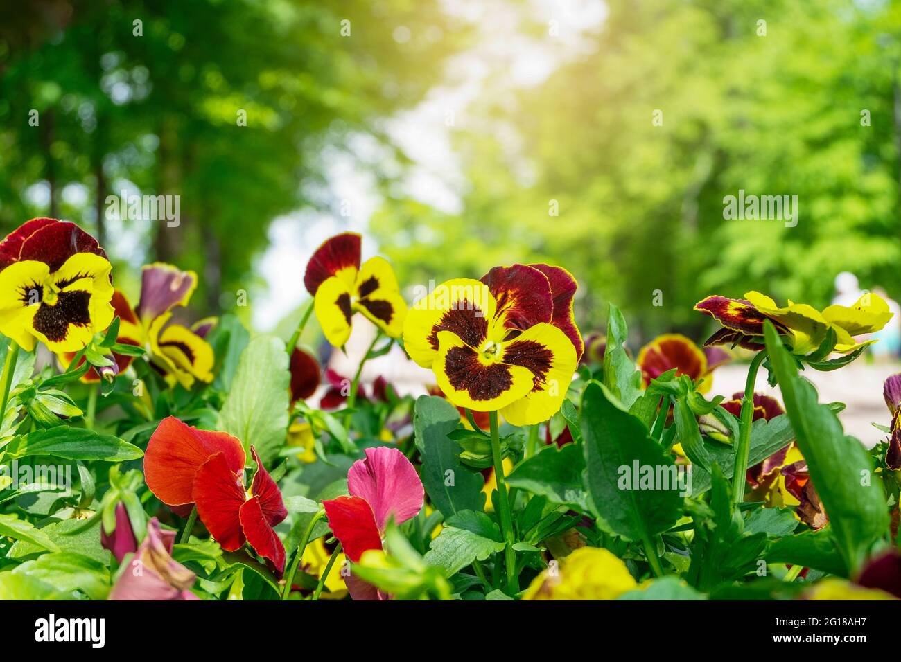Blooming viola annual plant on a blurred background Stock Photo