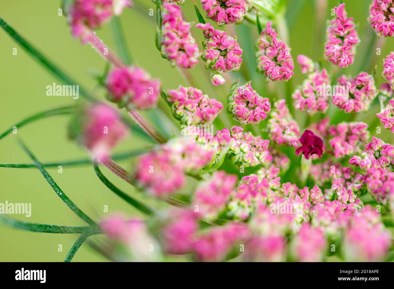 a close up macro image of a purple flower wallpaper background Stock ...