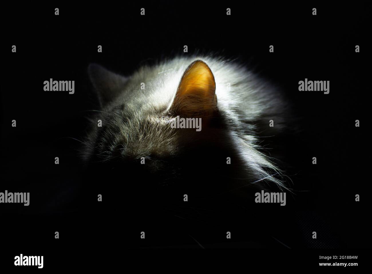 cat ear illuminated in the dark. Cat's hearing concept. Stock Photo