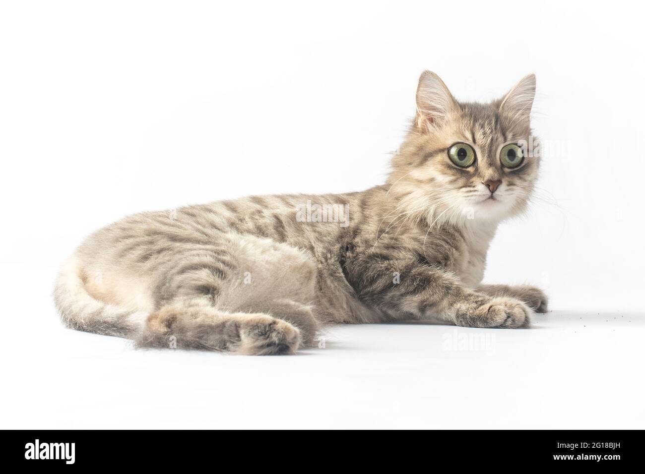 surprised cat, with wide open eyes. Isolated on white Stock Photo