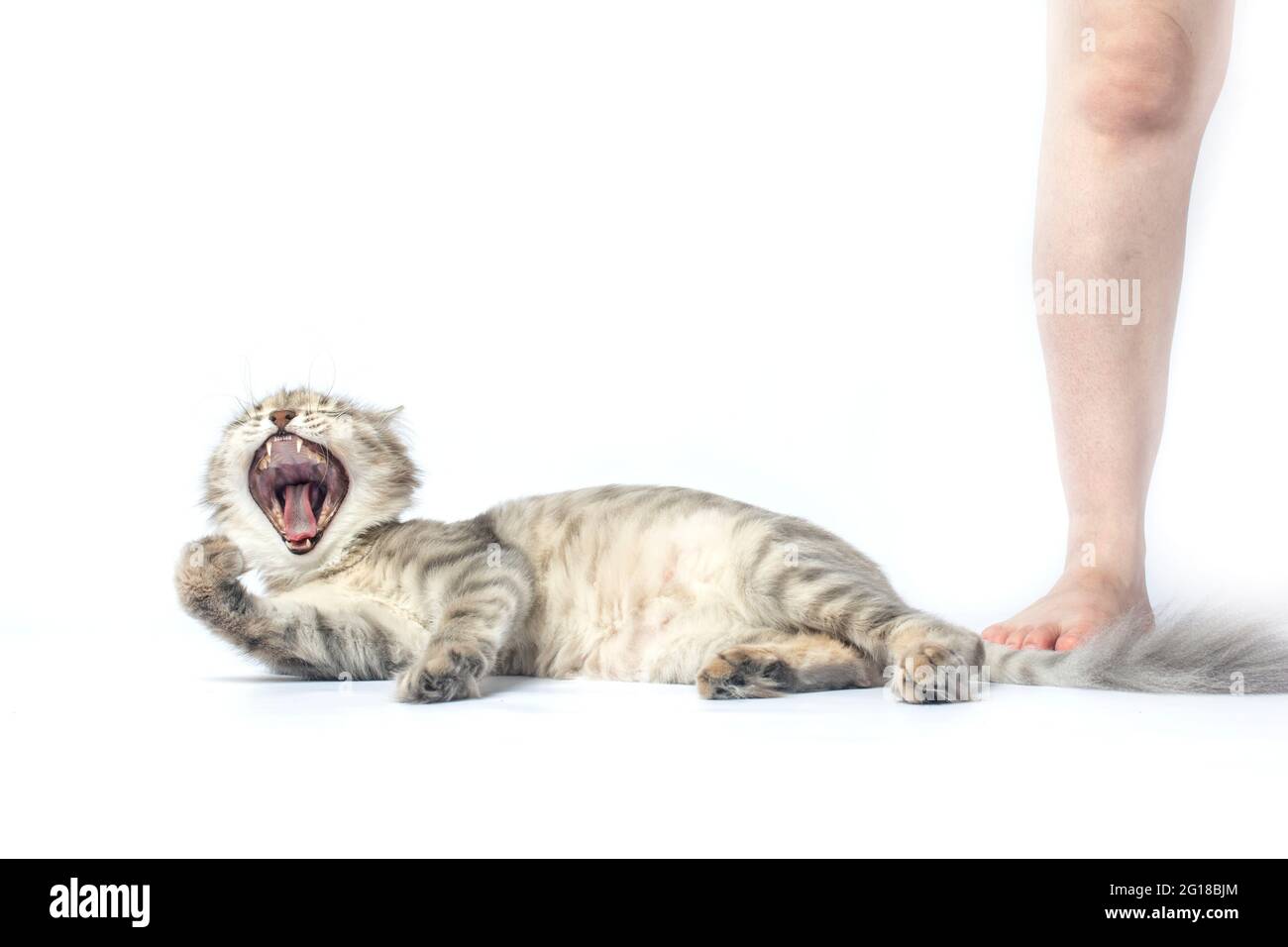 [Image: the-cat-is-screaming-in-pain-the-cat-has...G18BJM.jpg]