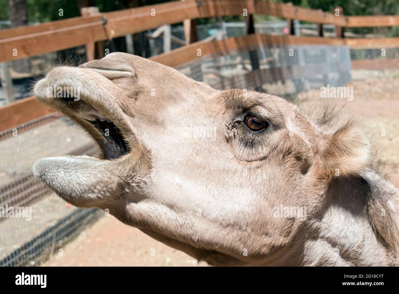 the camel has brown fur and brown eyes and one hump Stock Photo
