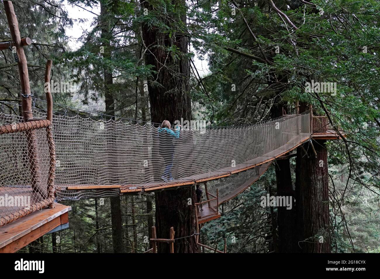 A view of a person on the Canopy Walk, a catwalk system through the