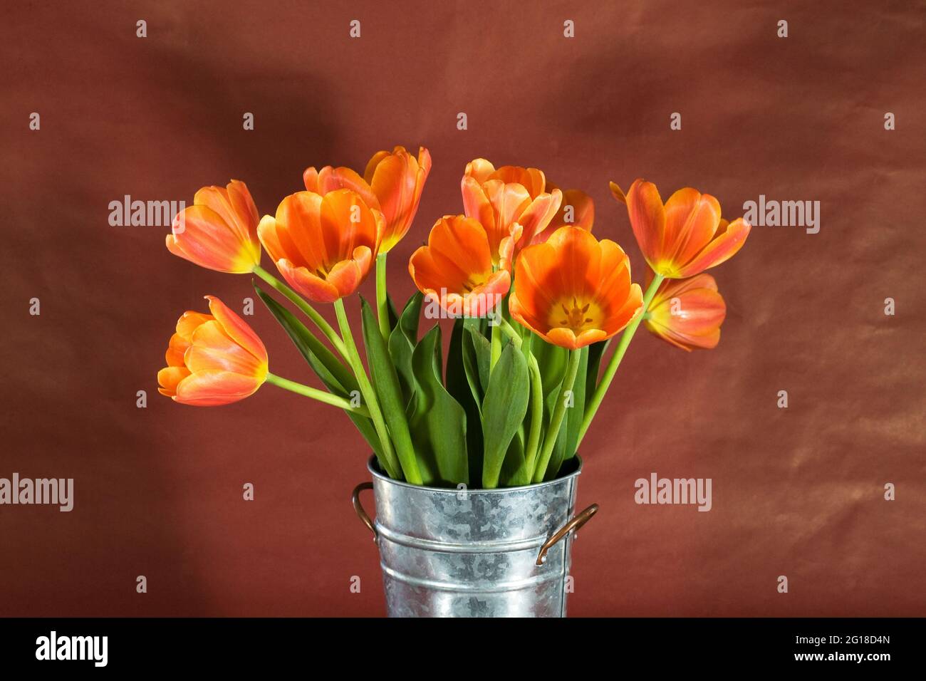 Portrait of pink and orange domestic tulips in a vase.  Tulips are a spring-blooming perennial herbaceous bulbiferous geophyte. Stock Photo