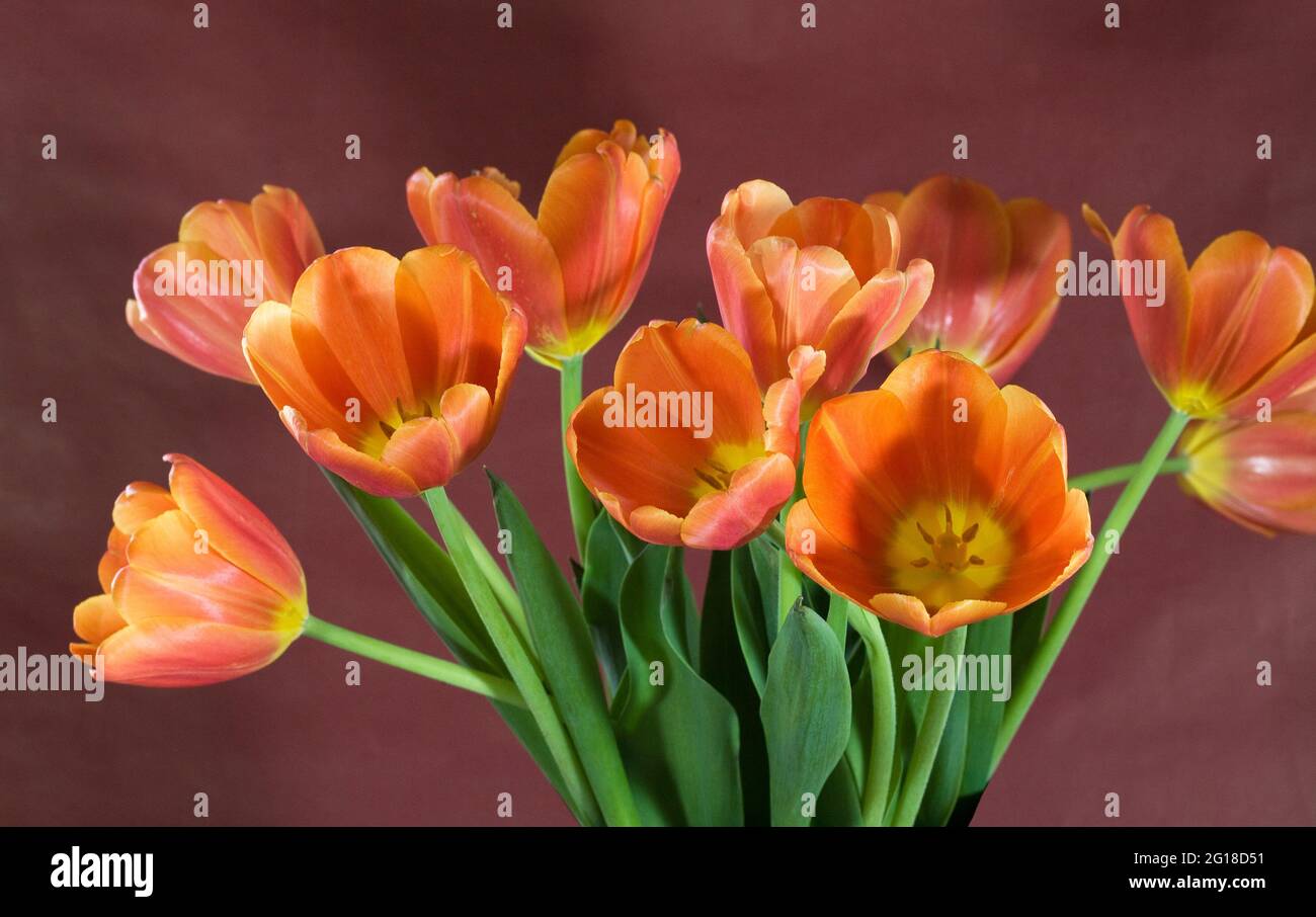 Portrait of pink and orange domestic tulips in a vase.  Tulipss are a spring-blooming perennial herbaceous bulbiferous geophyte. Stock Photo