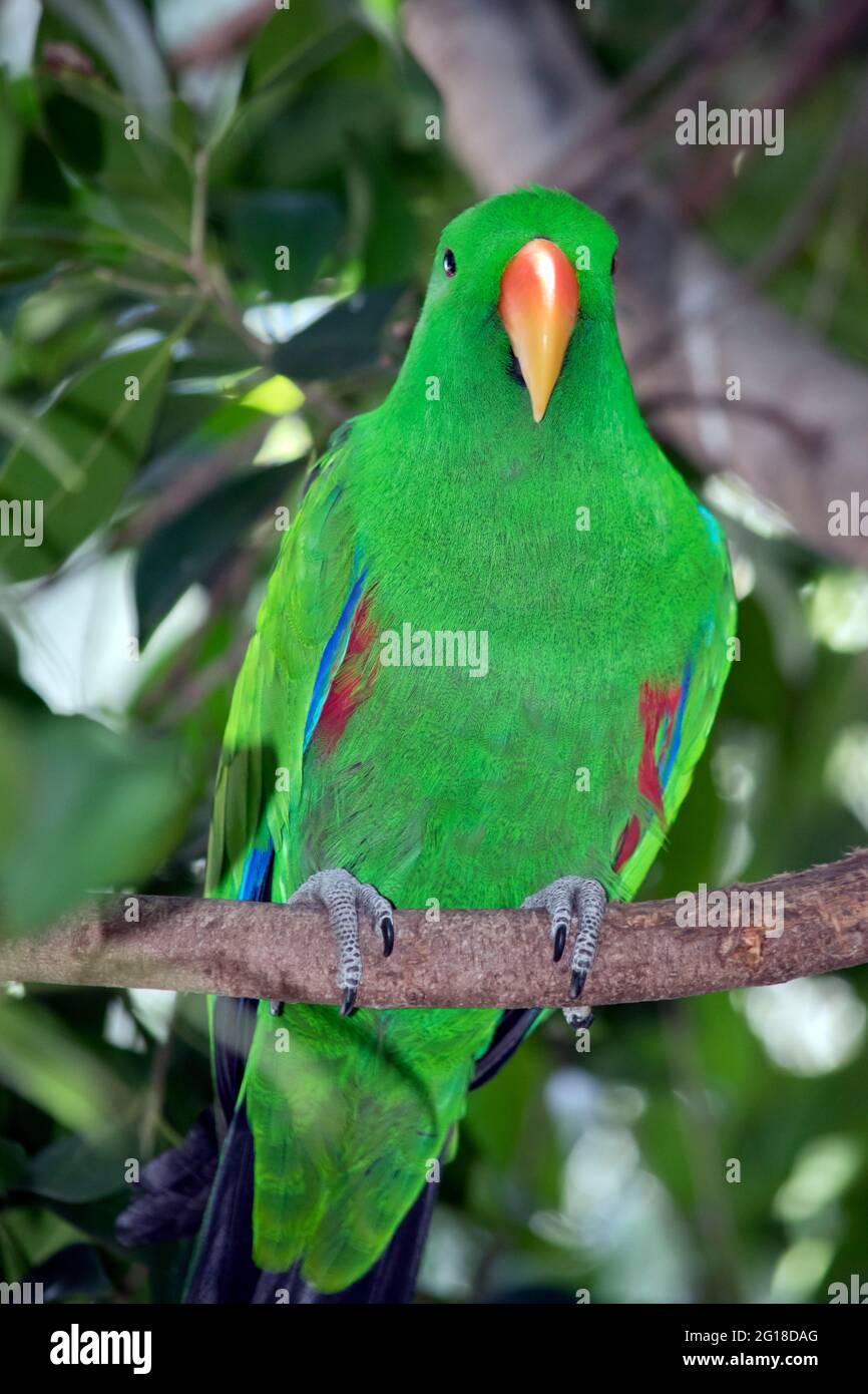 the male eclectus parrot is a bright green with an orange beak and some