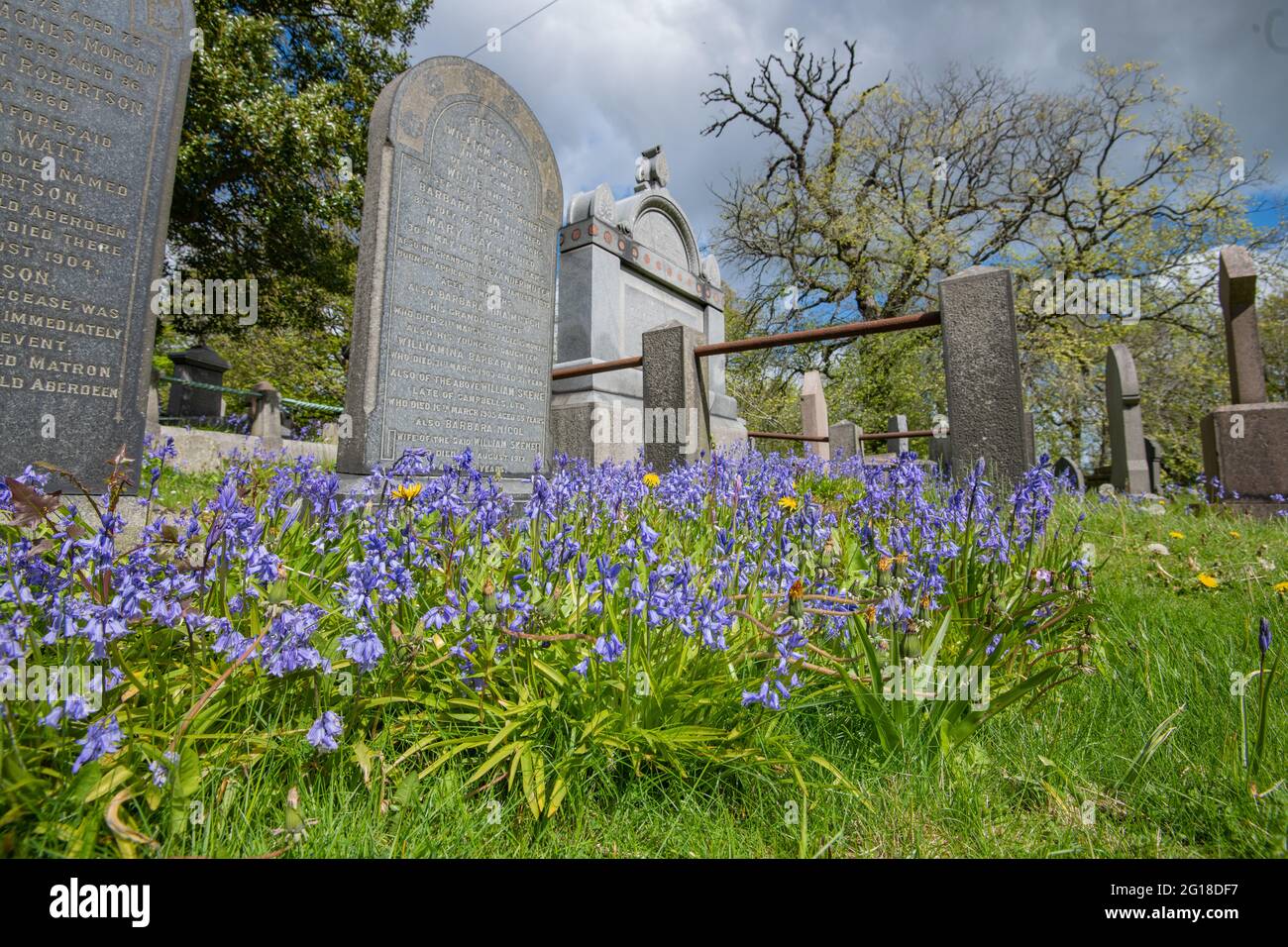 St Machar's Cathedral Aberdeen, graveyard wildflowers Stock Photo