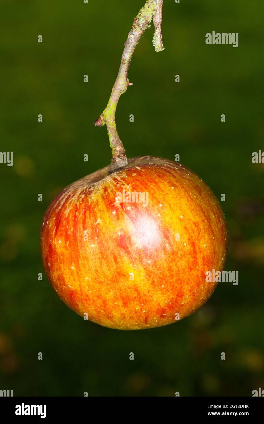 Hanging apple on tree, UK, autumn. Stock Photo