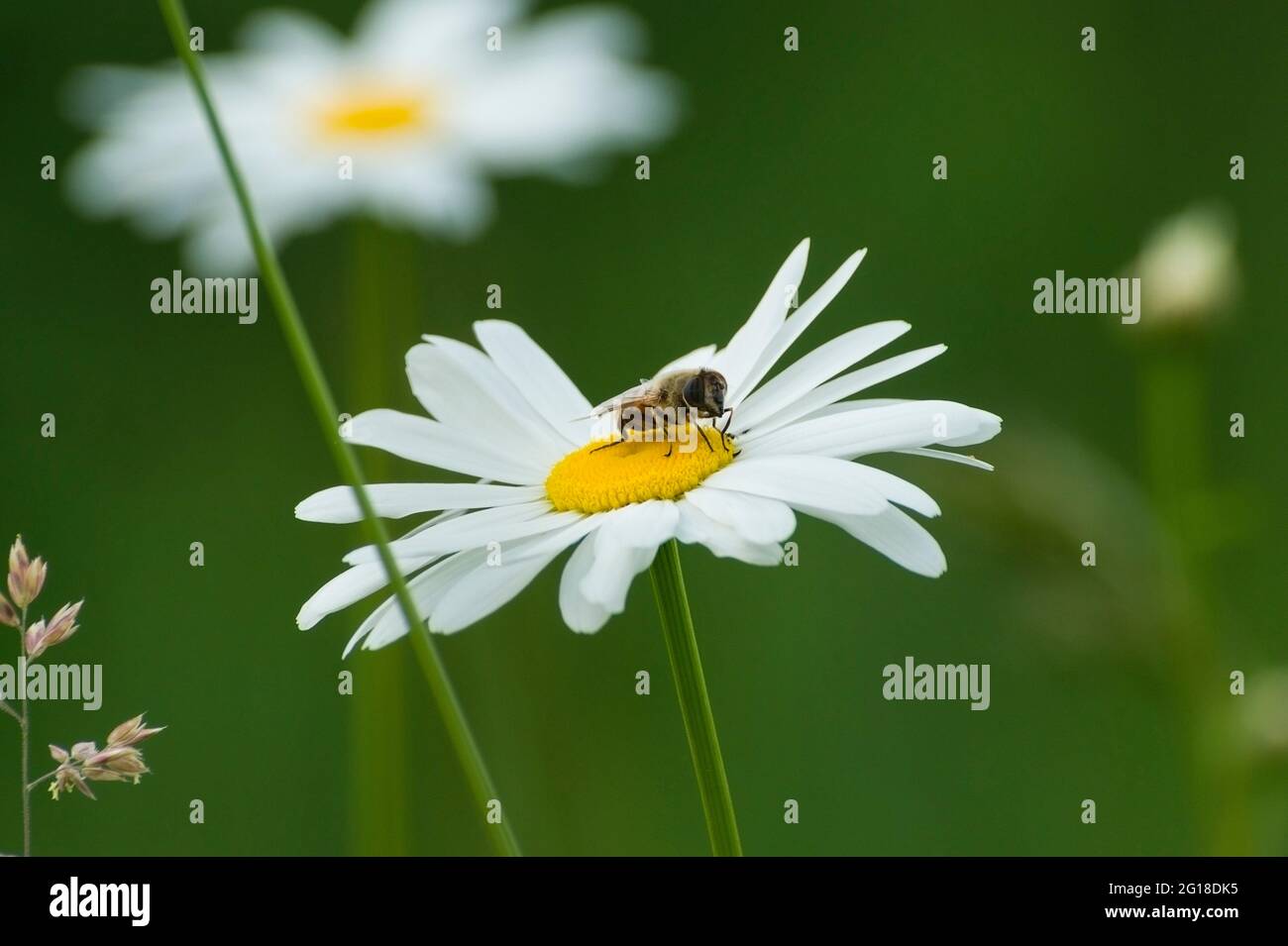 Portrait of a bee resting on a daisy Stock Photo