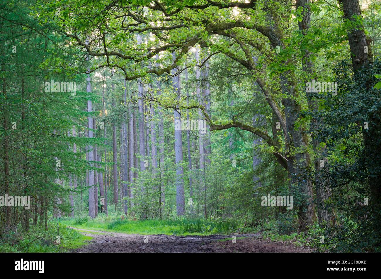 Forest view with gnarly oak trees Stock Photo