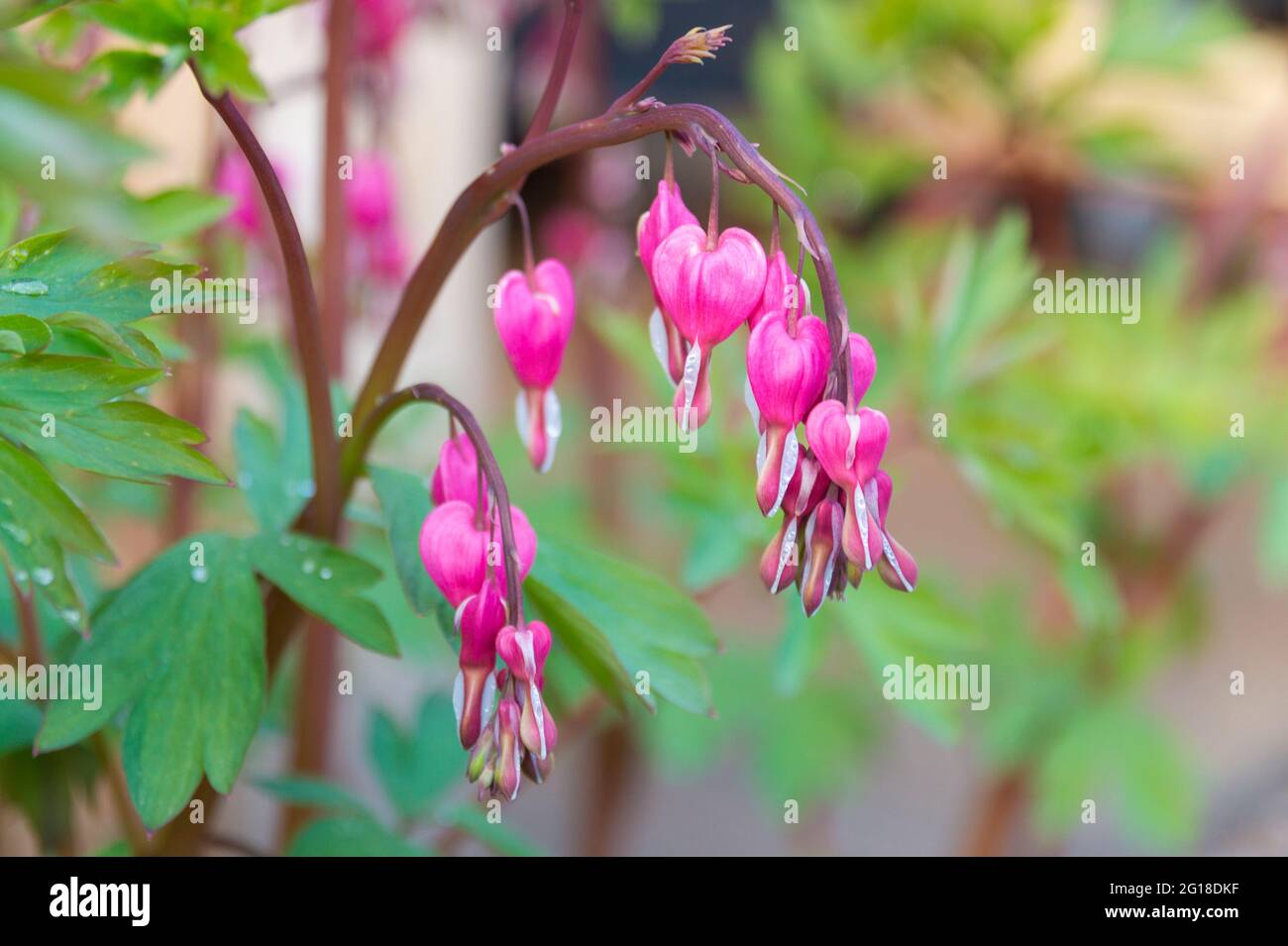 Blossom of the Asian bleeding-heart, Lamprocapnos Stock Photo