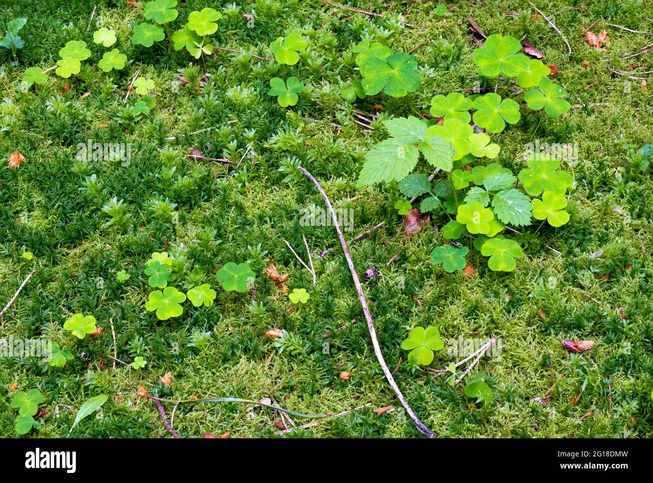 Still life closeup of different green plants on a fertile forest floor Stock Photo