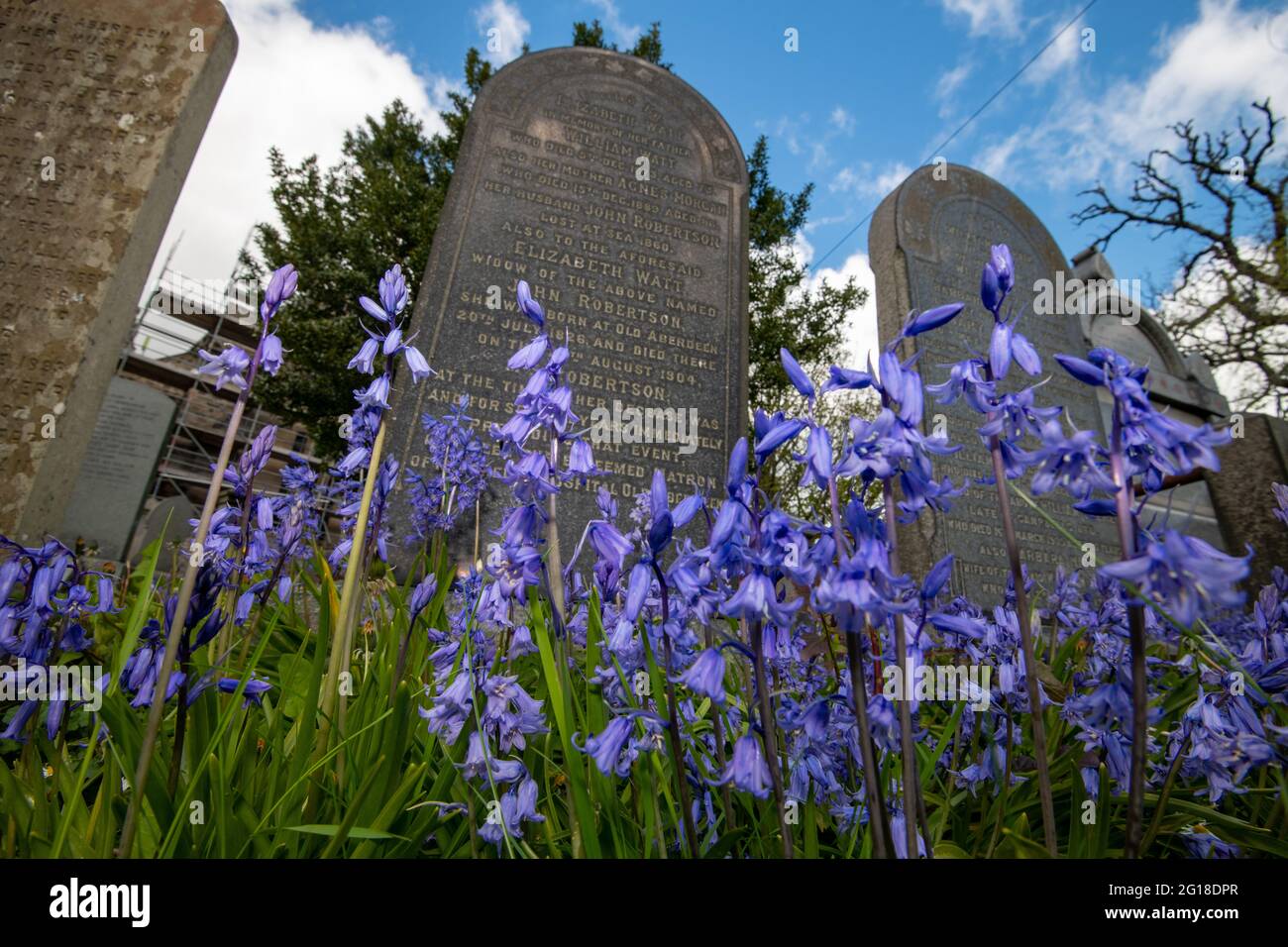 St Machar's Cathedral Aberdeen, graveyard wildflowers Stock Photo