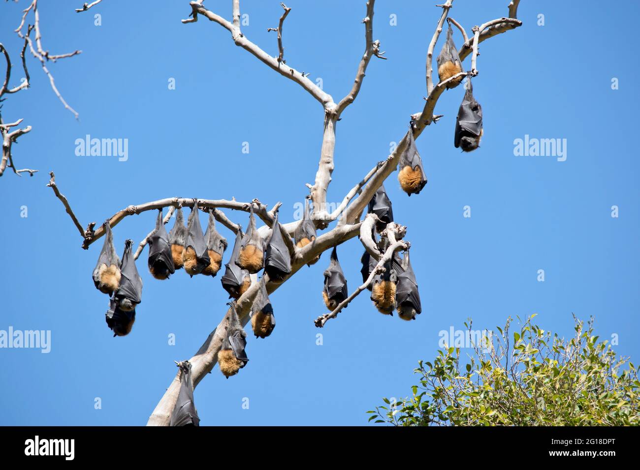 the fruit bats are in the middle of Adelaide by the botannic gardens