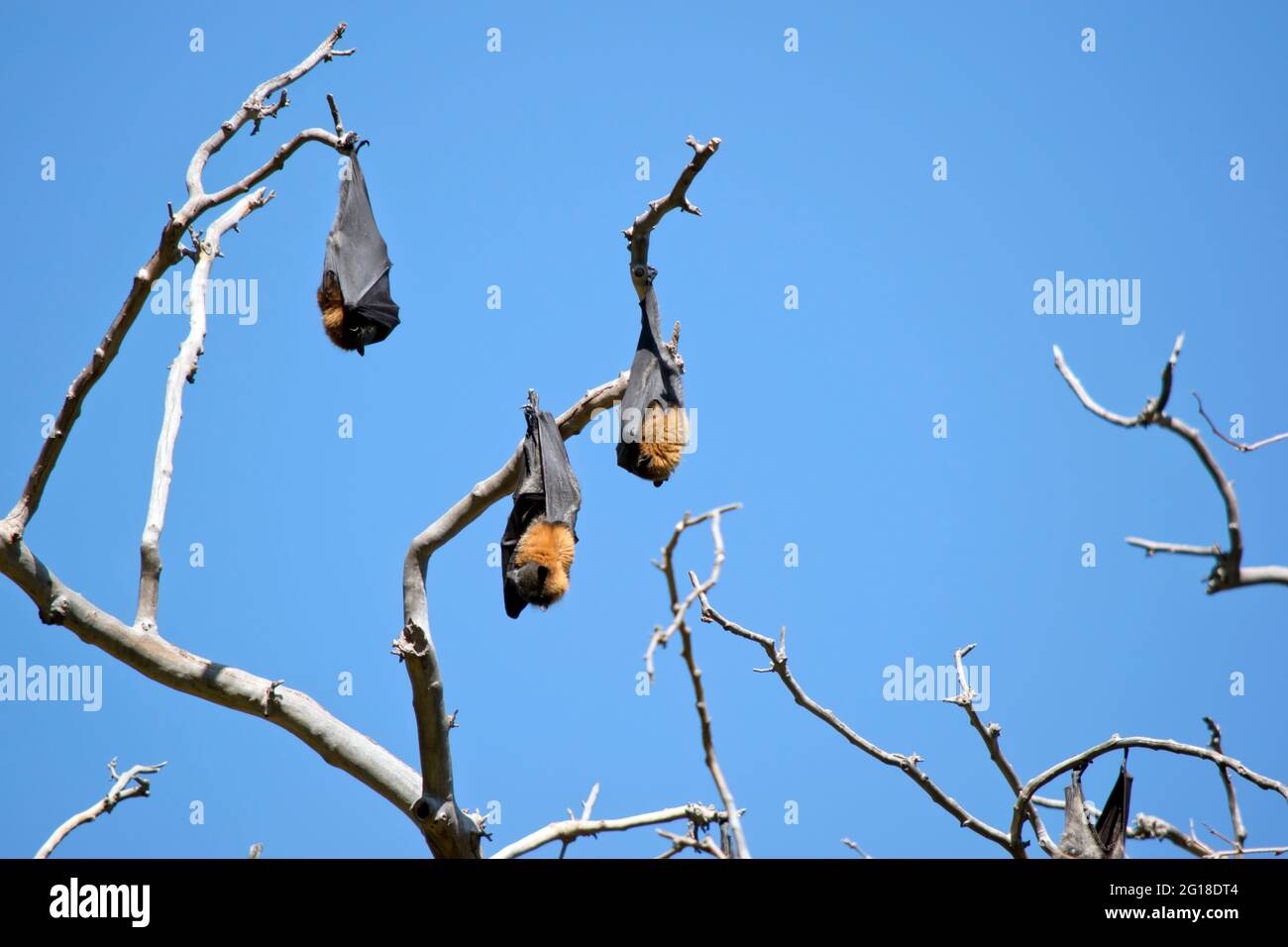 the fruit bats are in the middle of Adelaide by the botannic gardens