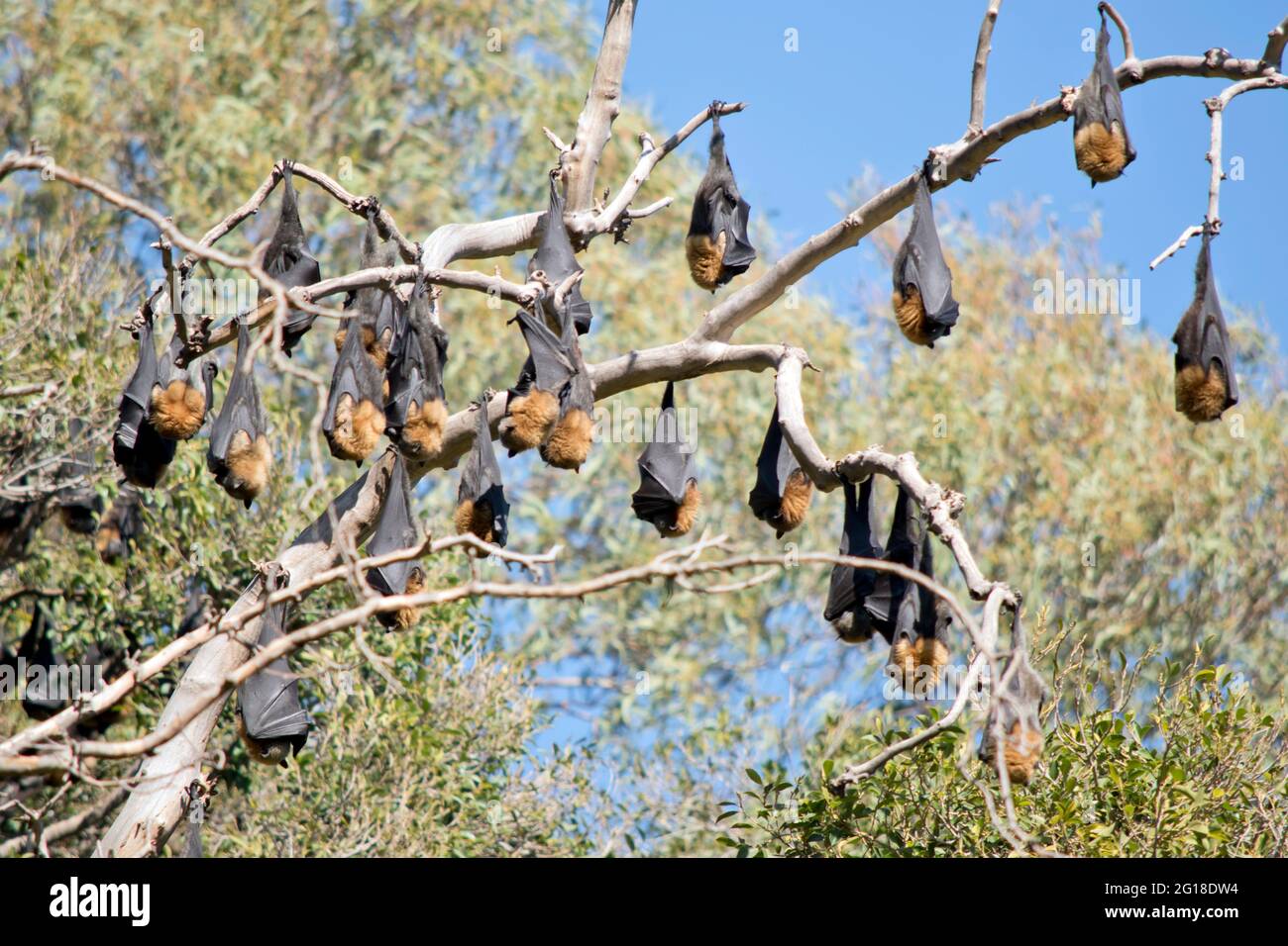 the fruit bats are in the middle of Adelaide by the botannic gardens