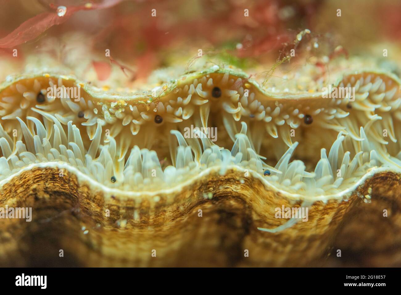 Pecten eye hi-res stock photography and images - Alamy