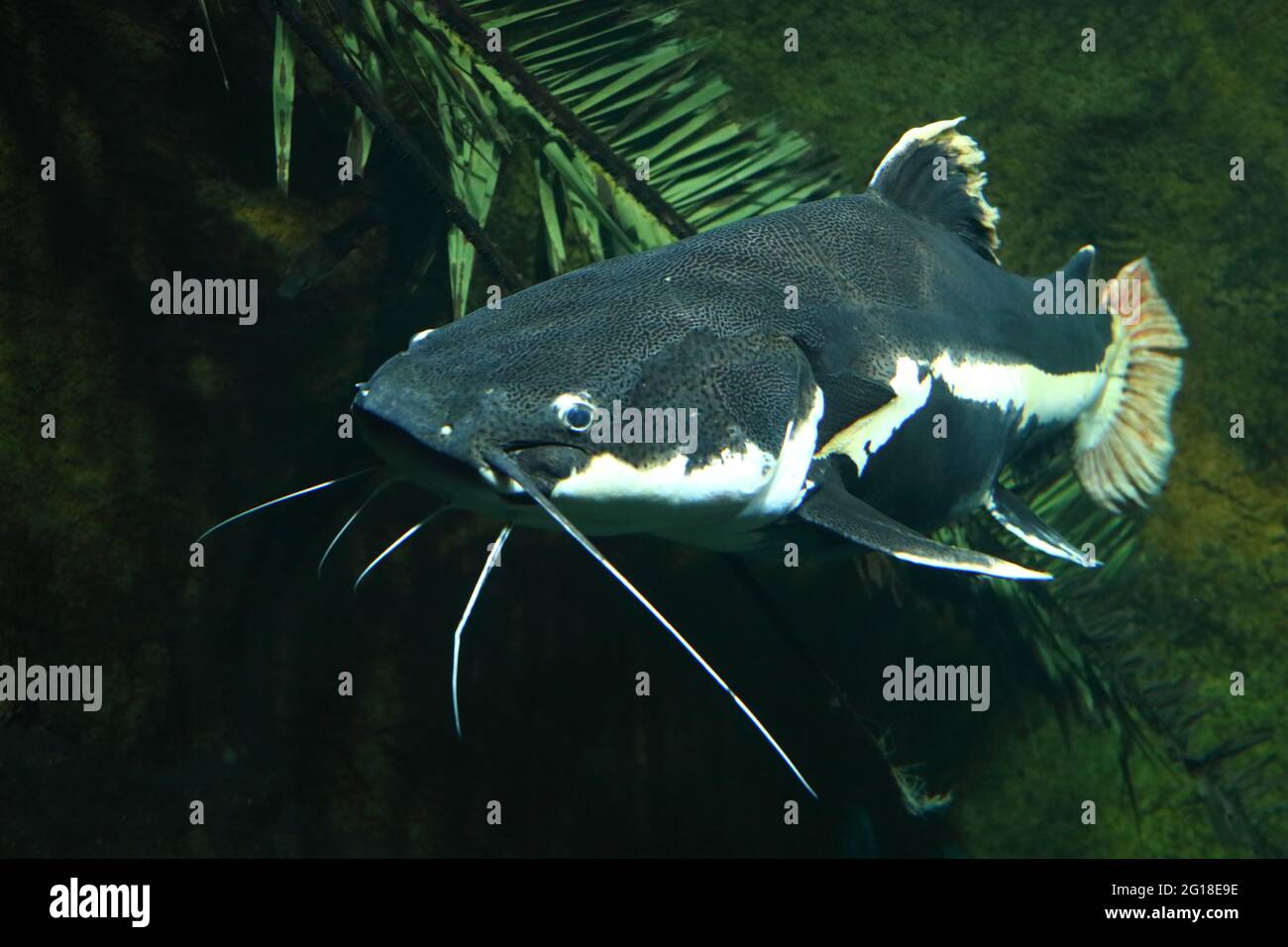 Rotflossenwels / Redtail catfish / Phractocephalus hemioliopterus Stock Photo