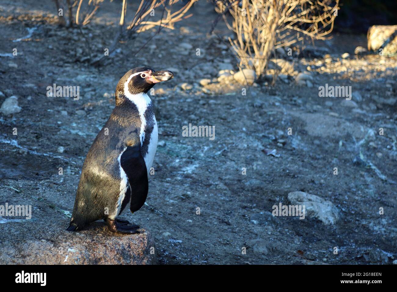Humboldtpinguin /  Humboldt penguin / Spheniscus humboldti Stock Photo