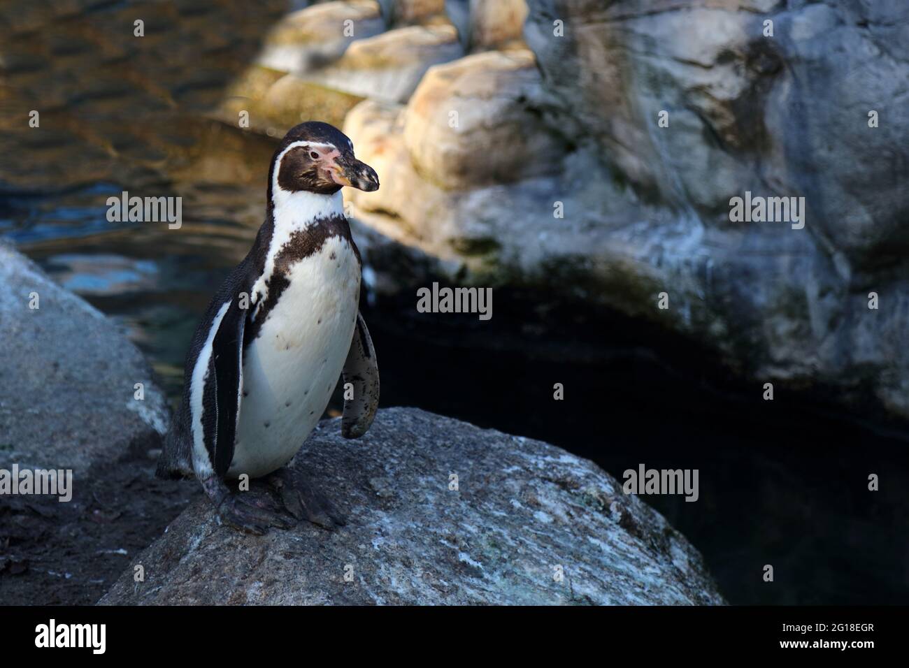 Humboldtpinguin /  Humboldt penguin / Spheniscus humboldti Stock Photo