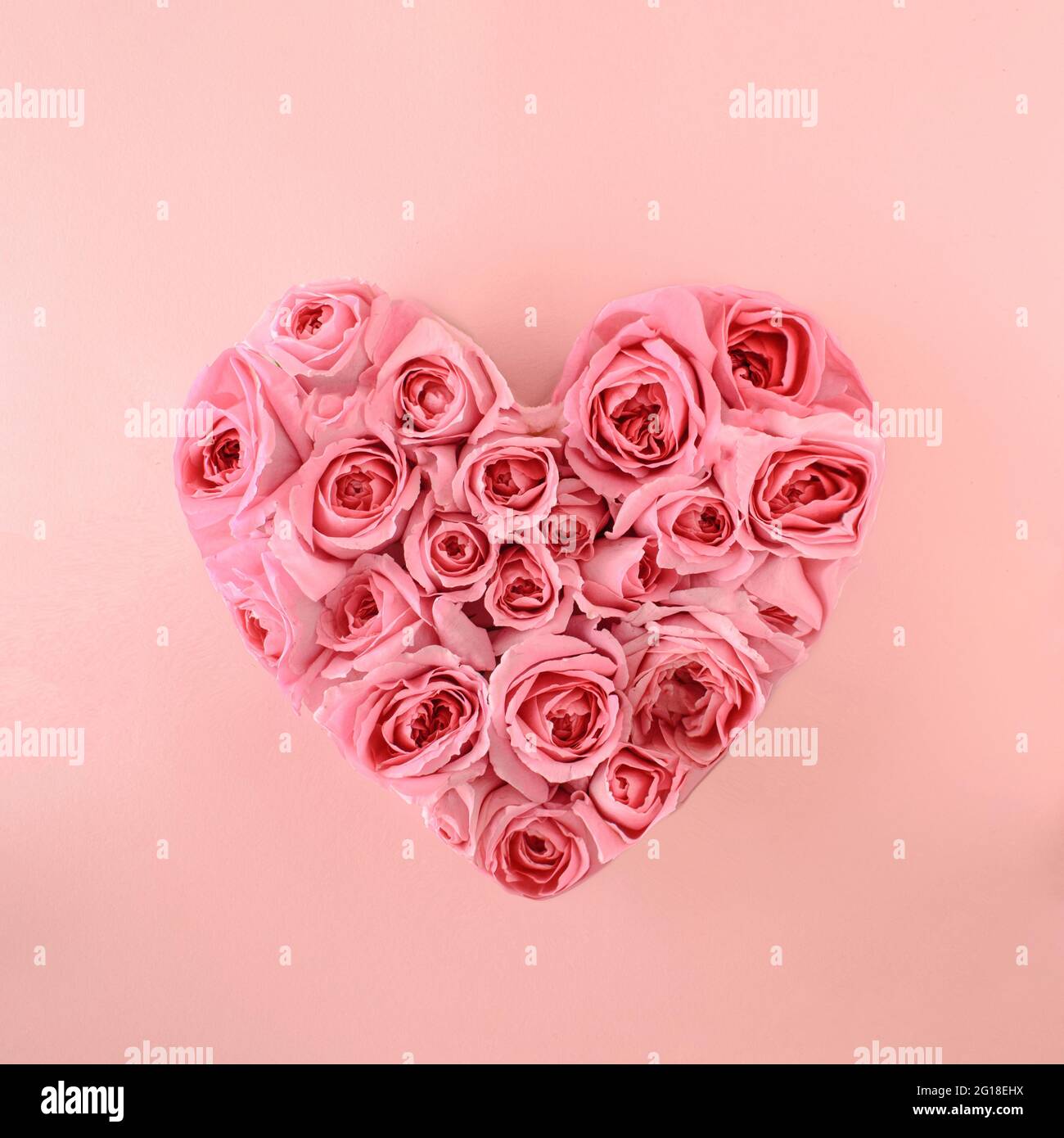 A pattern of pink roses flowerarranged in a shape of heart on a pink ...