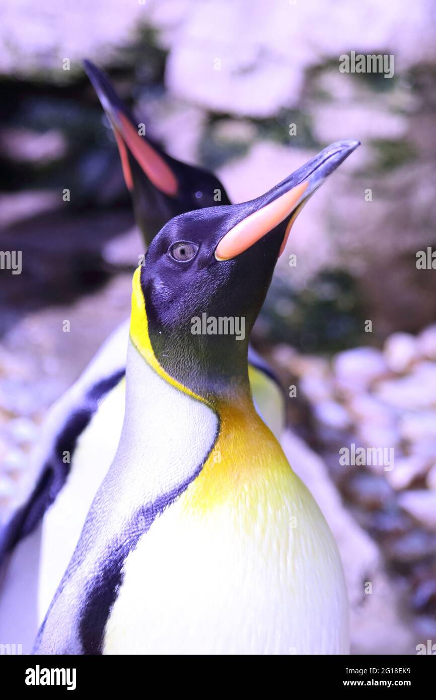 Königspinguin /  King penguin / Aptenodytes patagonicus Stock Photo