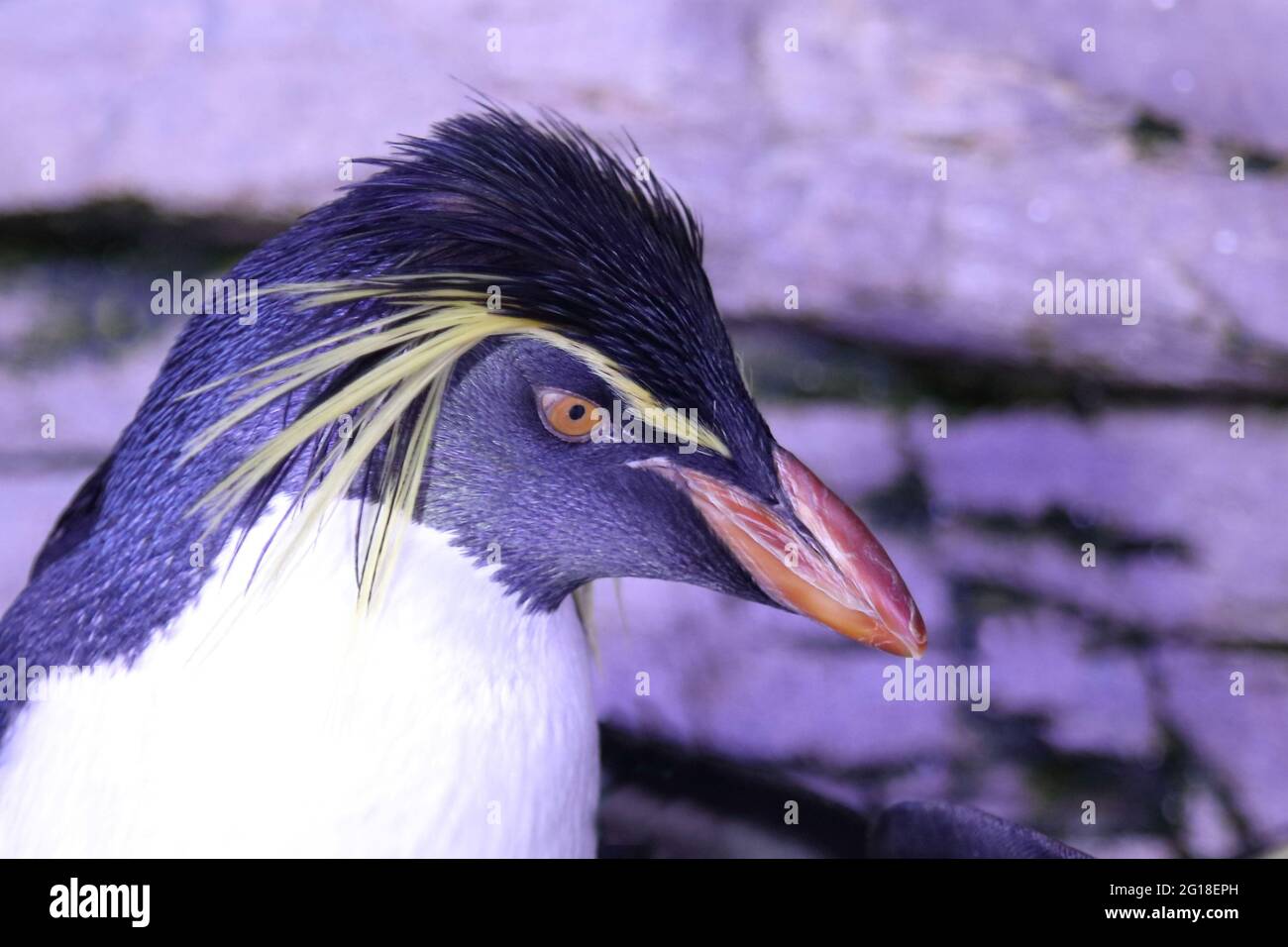 Nördlicher Felsenpinguin / Northern rockhopper penguin / Eudyptes moseleyi Stock Photo