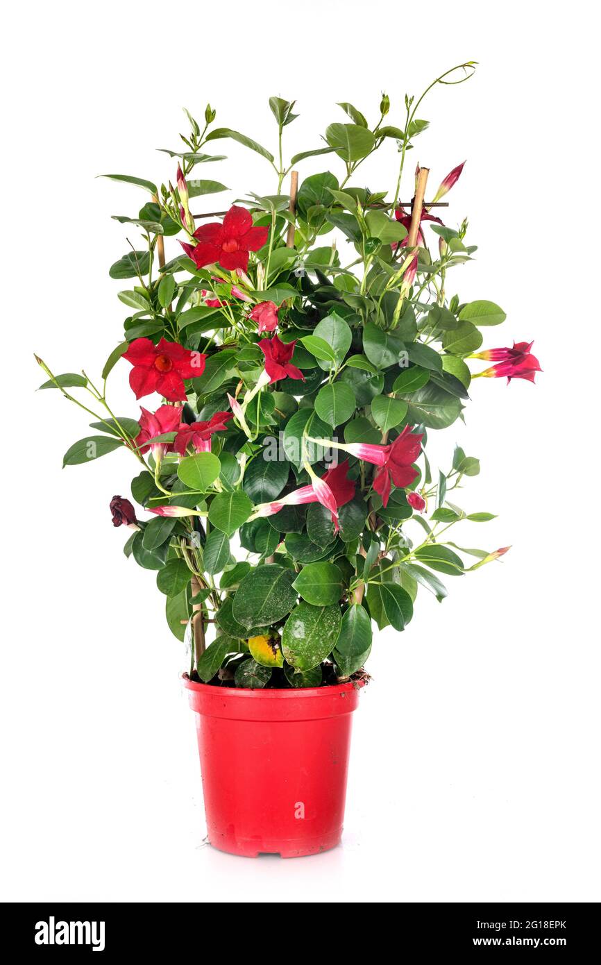 Red mandevilla hi-res stock photography and images - Alamy