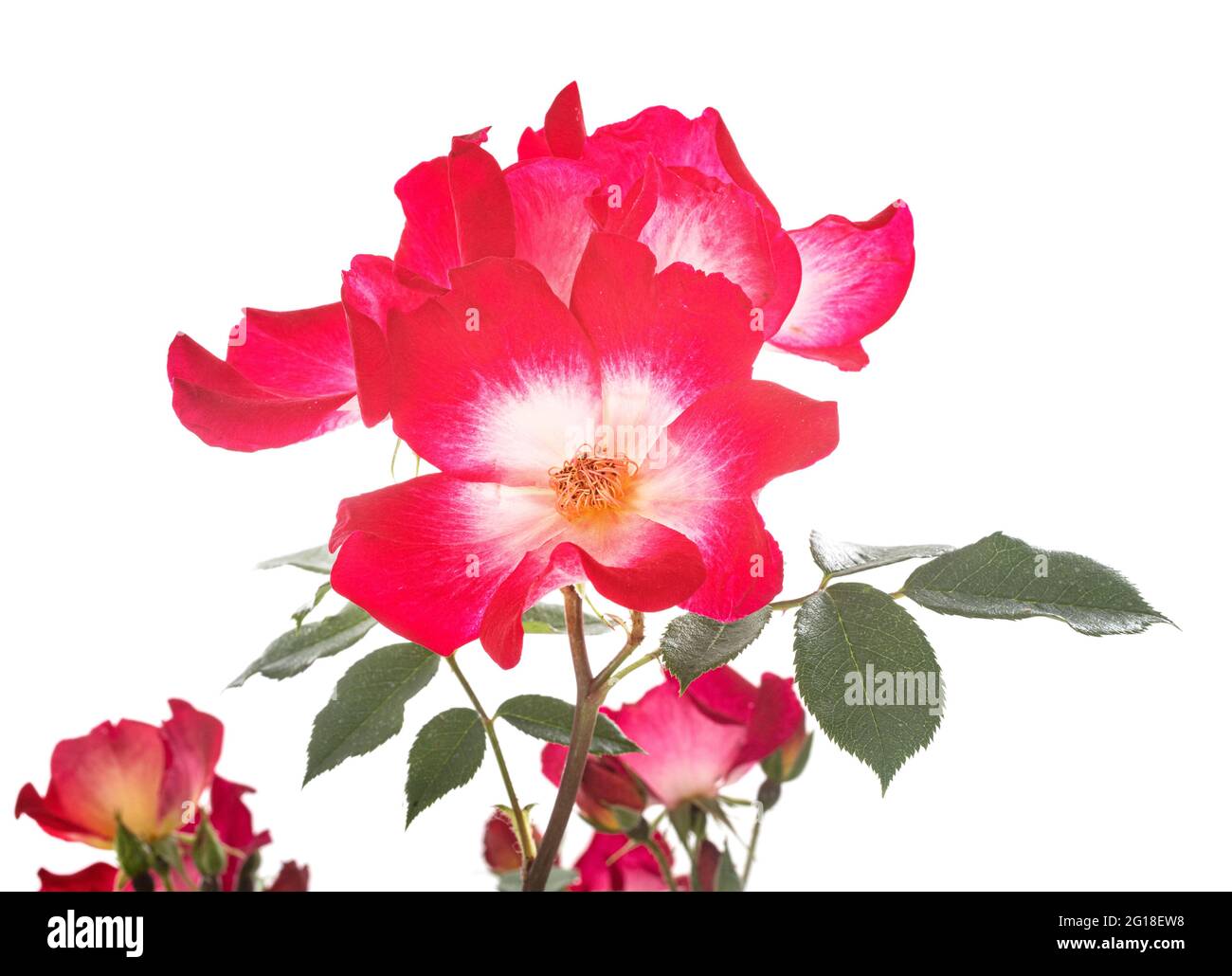 climbing rose in front of white background Stock Photo Alamy