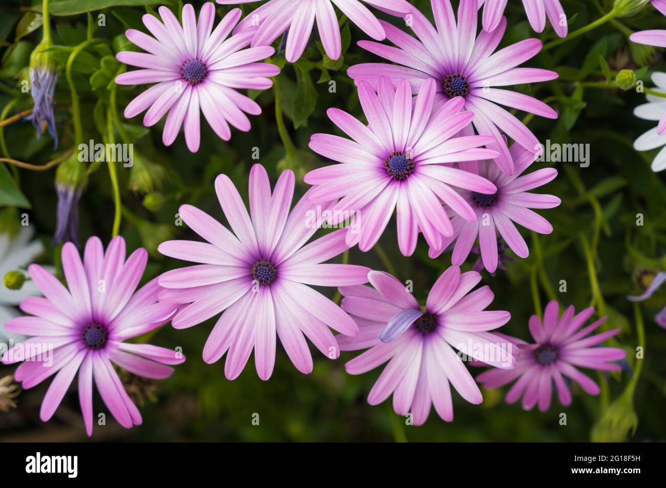 Dimorphotheca blossom. Close-up of light purple flowers. Green grass ...