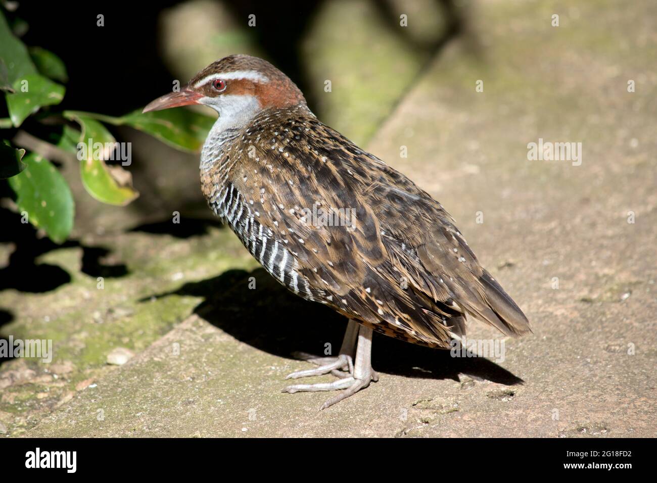 Brown Rails Brown rail hi-res stock photography and images - Alamy