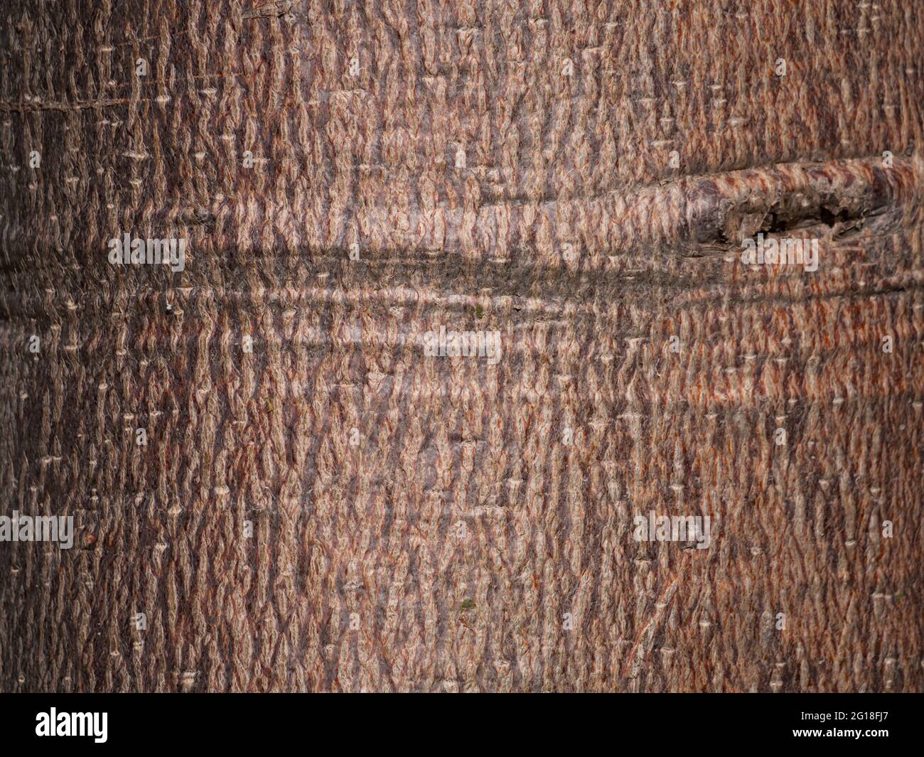 Boab tree, Adansonia gregorii, in Kimberly region of Western Australia. Stock Photo