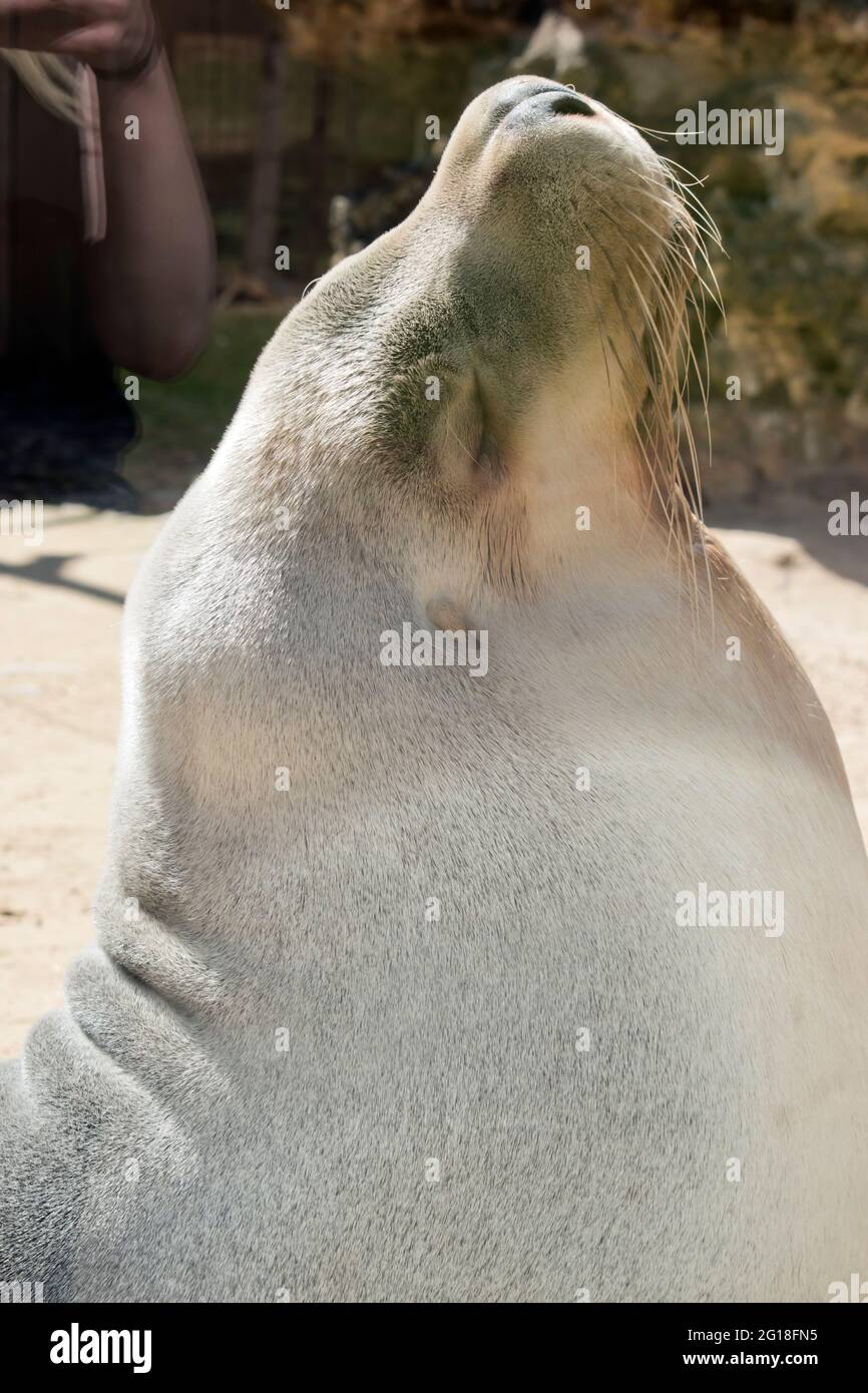 this is a close up of a sea lion Stock Photo