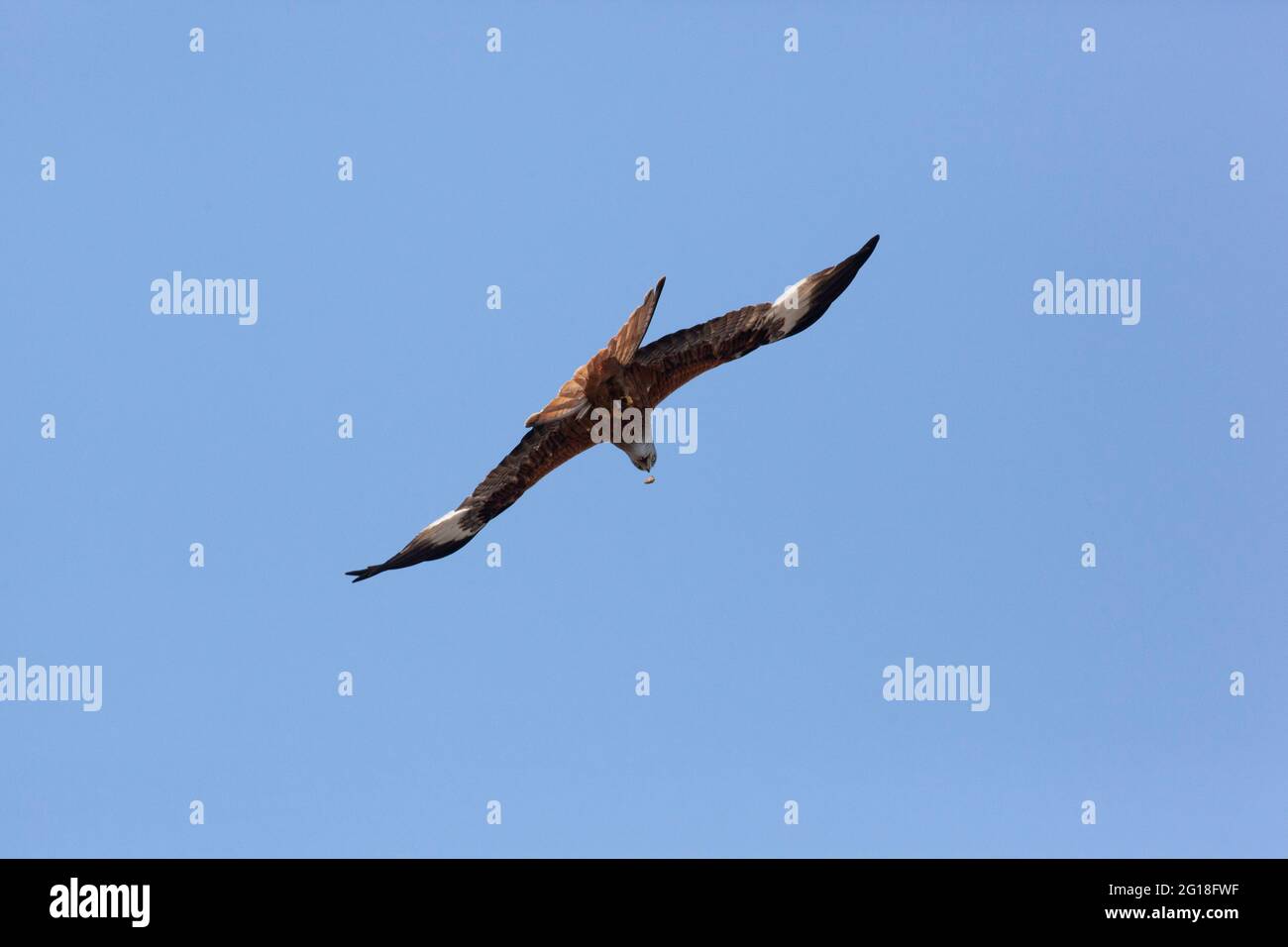 HenleyonThames, Oxfordshire red kites are a common sight, circling above the town. Since