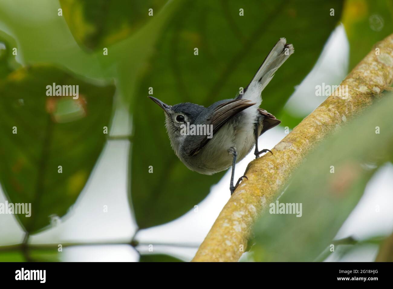 Tropical Gnatcatcher - Polioptila plumbea small active insectivorous songbird, resident species throughout a large part of the Neotropics, small passe Stock Photo