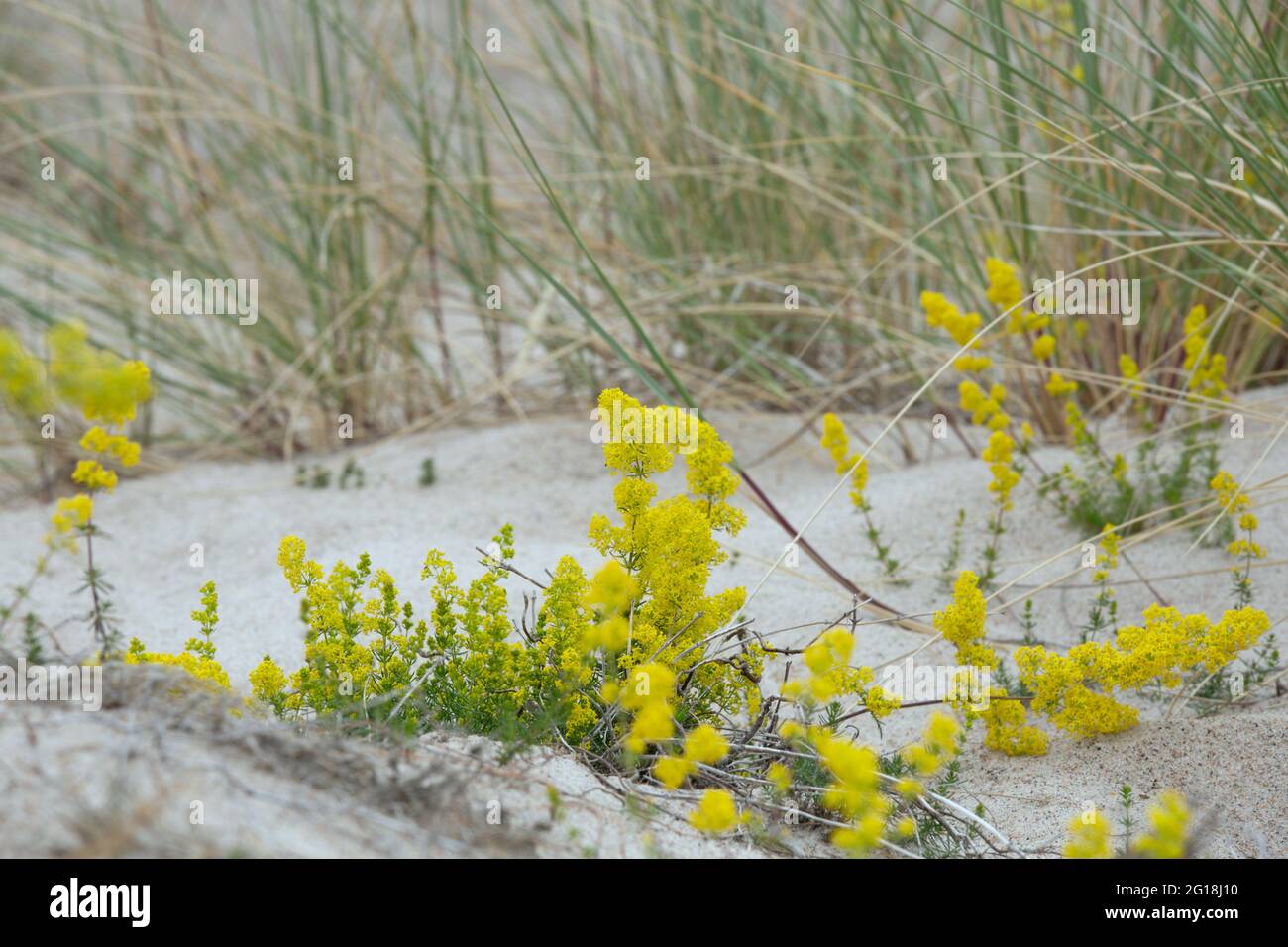 Yellow bedstraw, Galium verum blooming in dry, sandy environment Stock Photo