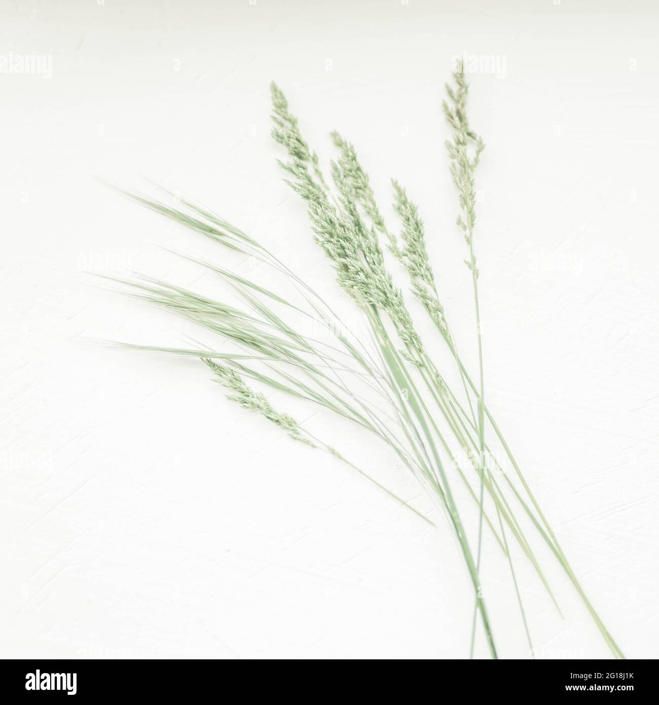 Summer botanical floral composition with green herbs on white textured table. Art card. Stock Photo