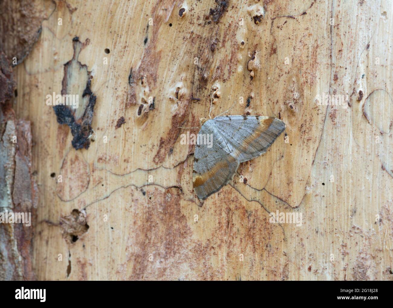 Tawny-barred angle, Macaria liturata resting on pine wood Stock Photo