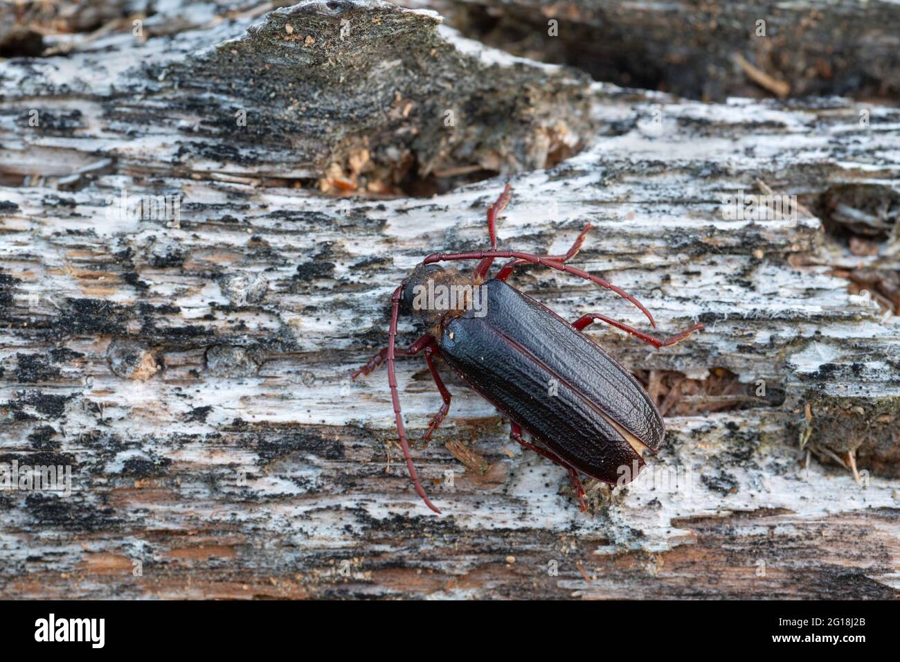 Longhorn beetle Tragosoma depsarium on decaying pine wood Stock Photo