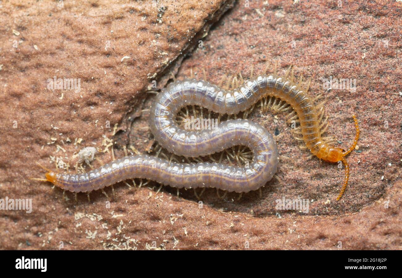 Soil centipede, Geophilus carpophagus on pine bark Stock Photo