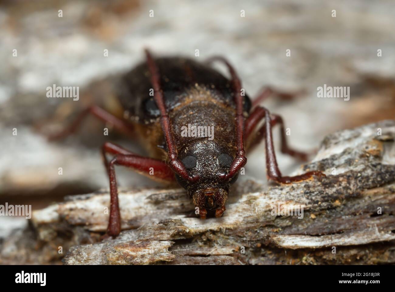 Longhorn beetle Tragosoma depsarium on decaying pine wood Stock Photo