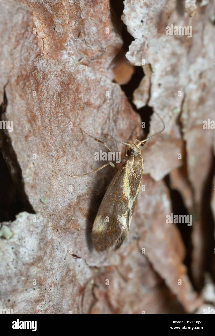 Concealer moth, Metalampra cinnamomea photographed with high magnification Stock Photo