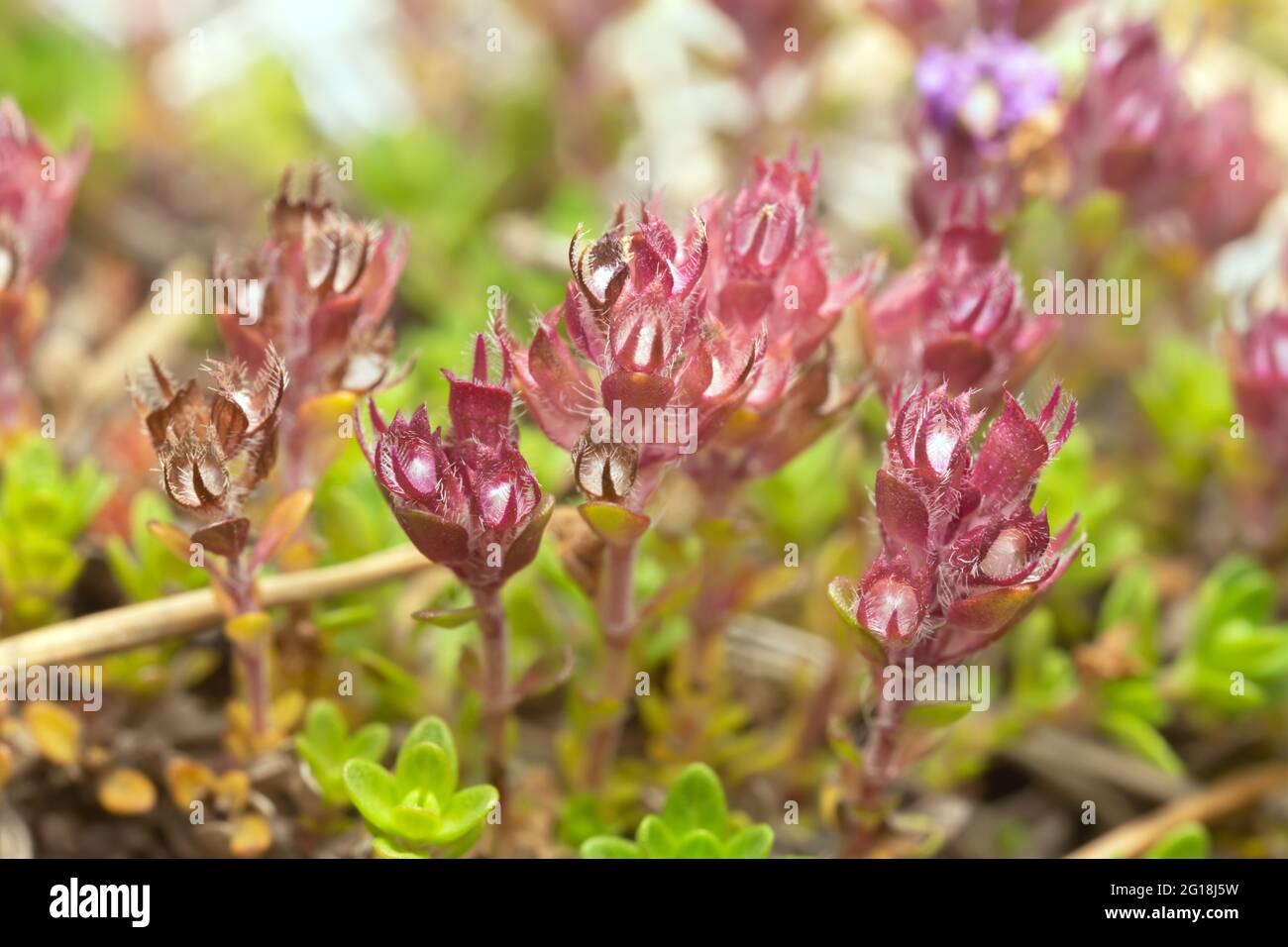 Breckland thyme, Thymus serpyllum plants with buds Stock Photo