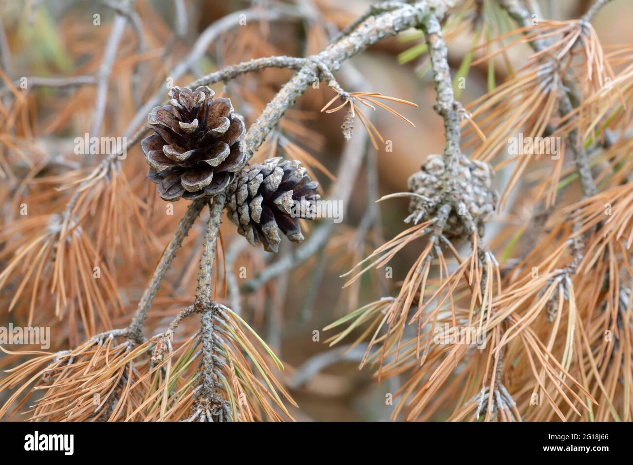 Pine cone on dry twig Stock Photo