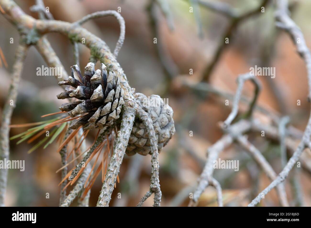Pine cone on dry twig Stock Photo